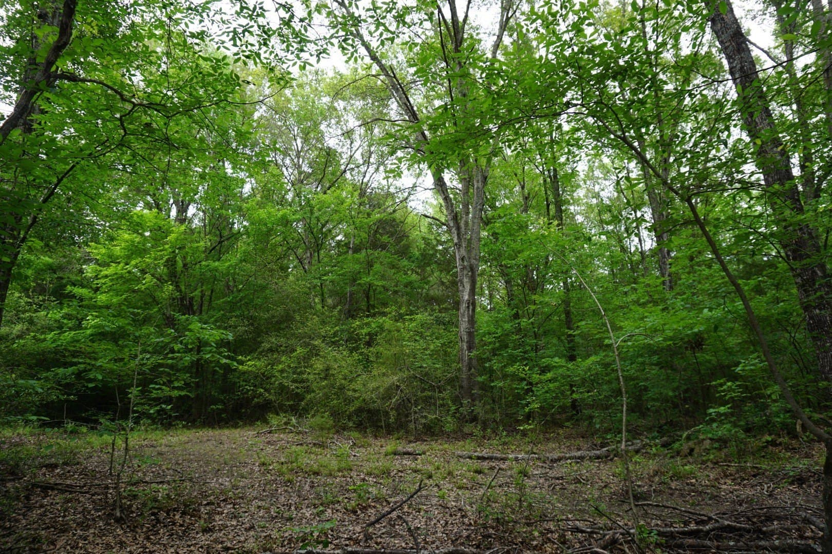 45 acres in Henderson County - photo 16