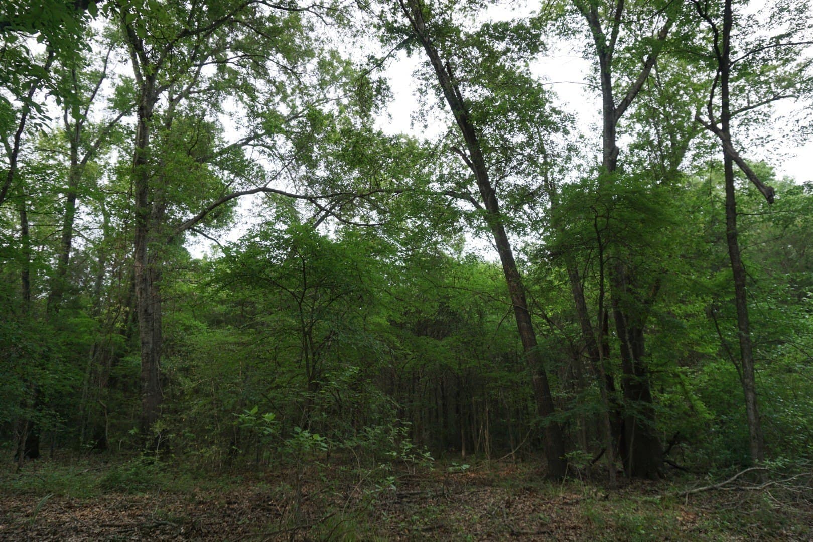 45 acres in Henderson County - photo 24