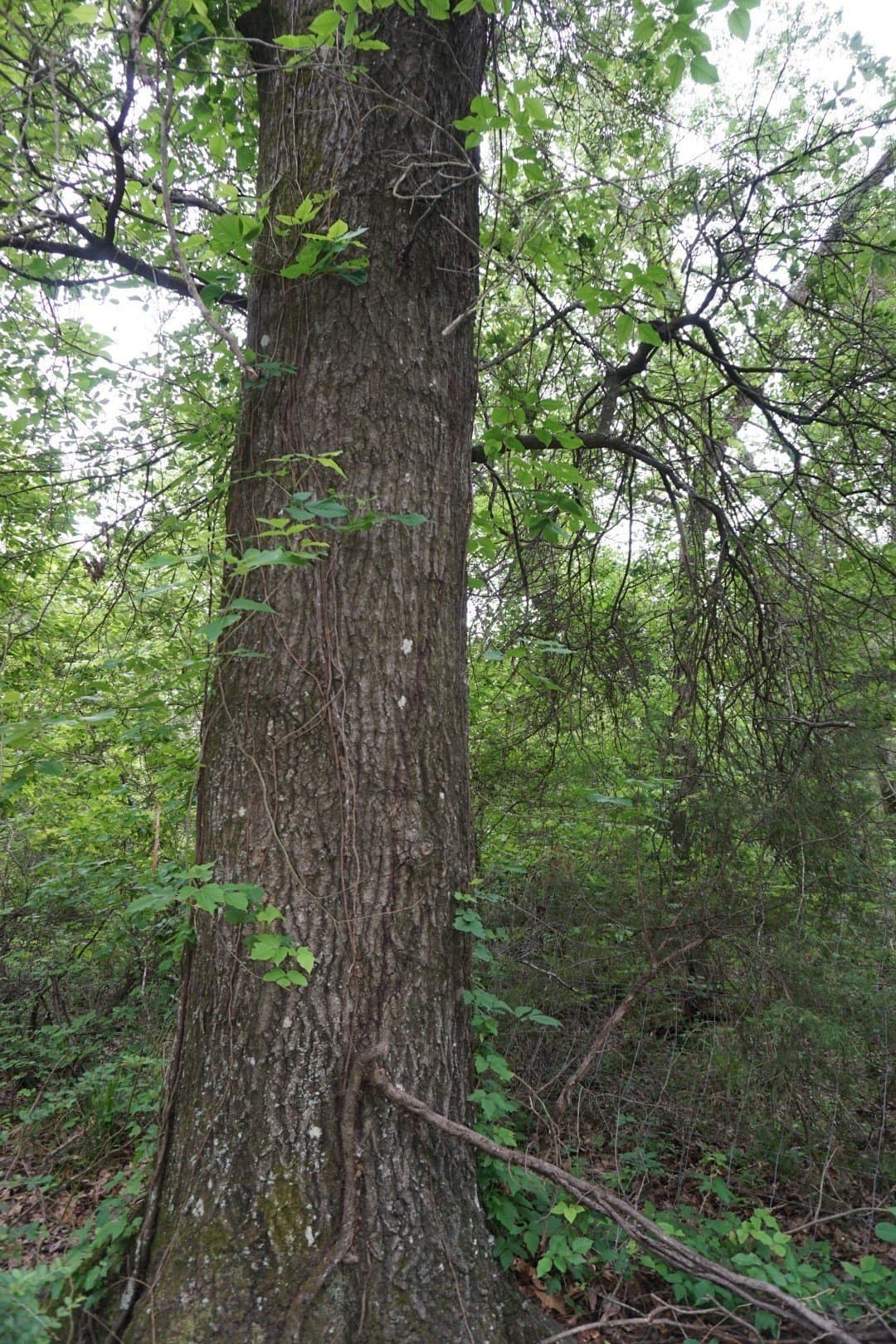 45 acres in Henderson County - photo 23