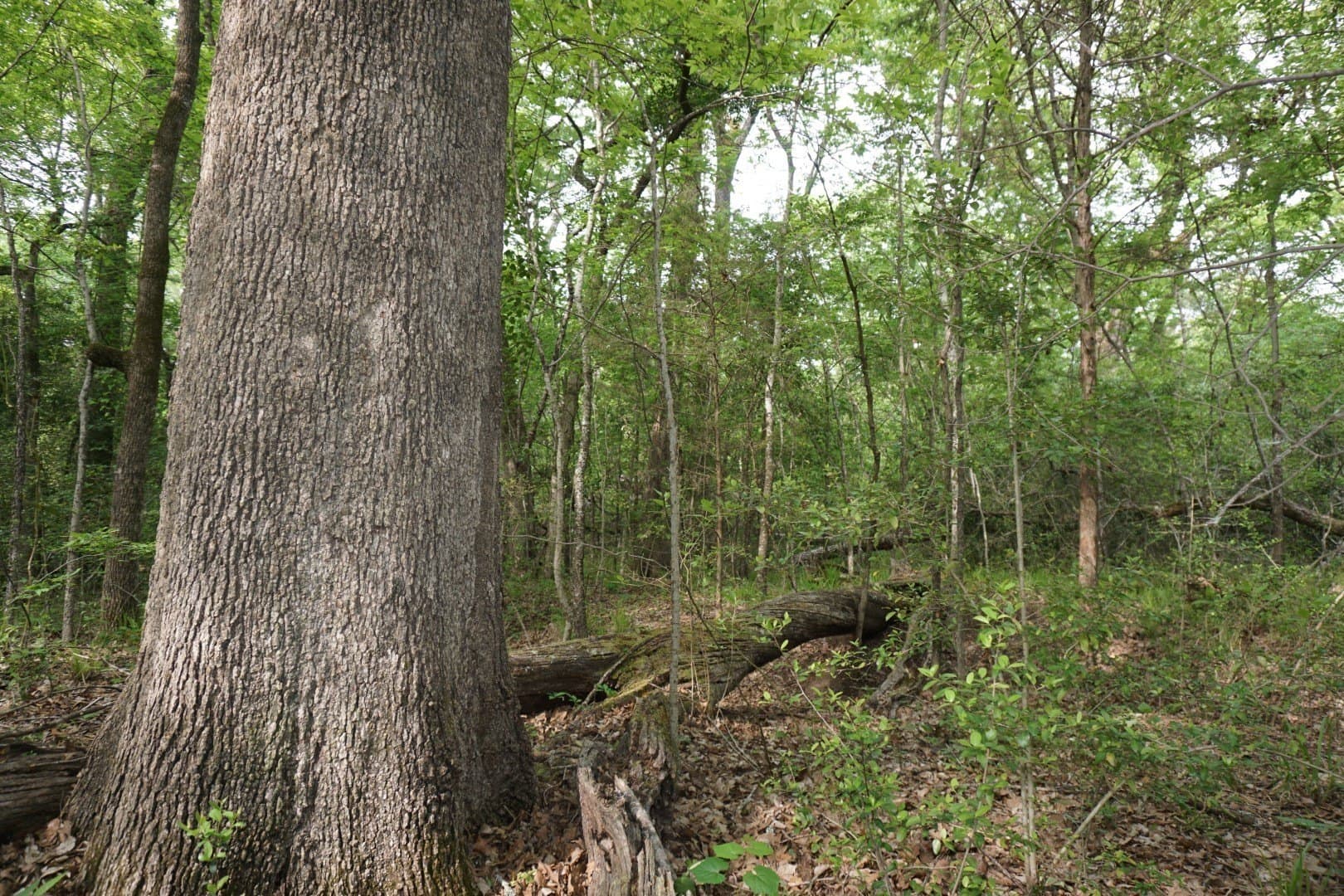 45 acres in Henderson County - photo 9