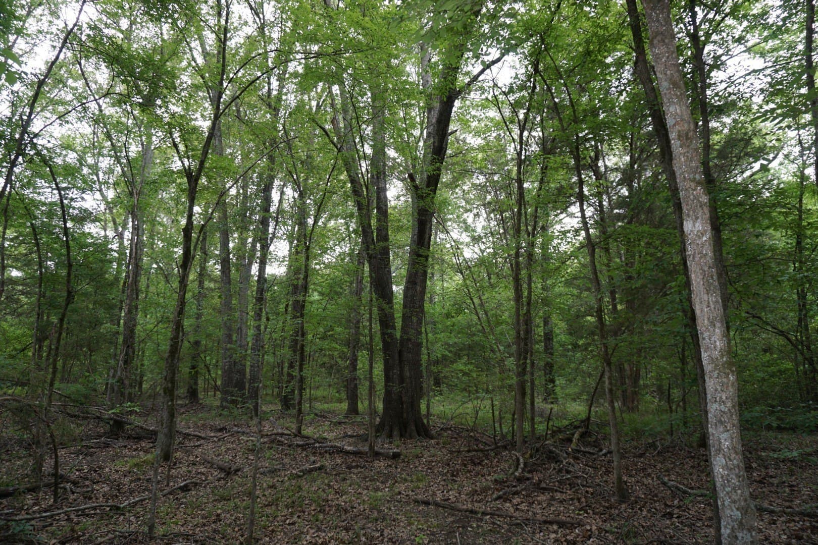 45 acres in Henderson County - photo 18