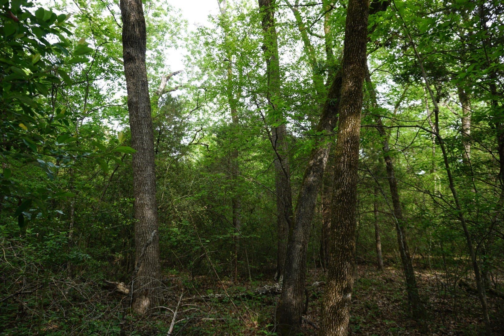 45 acres in Henderson County - photo 10