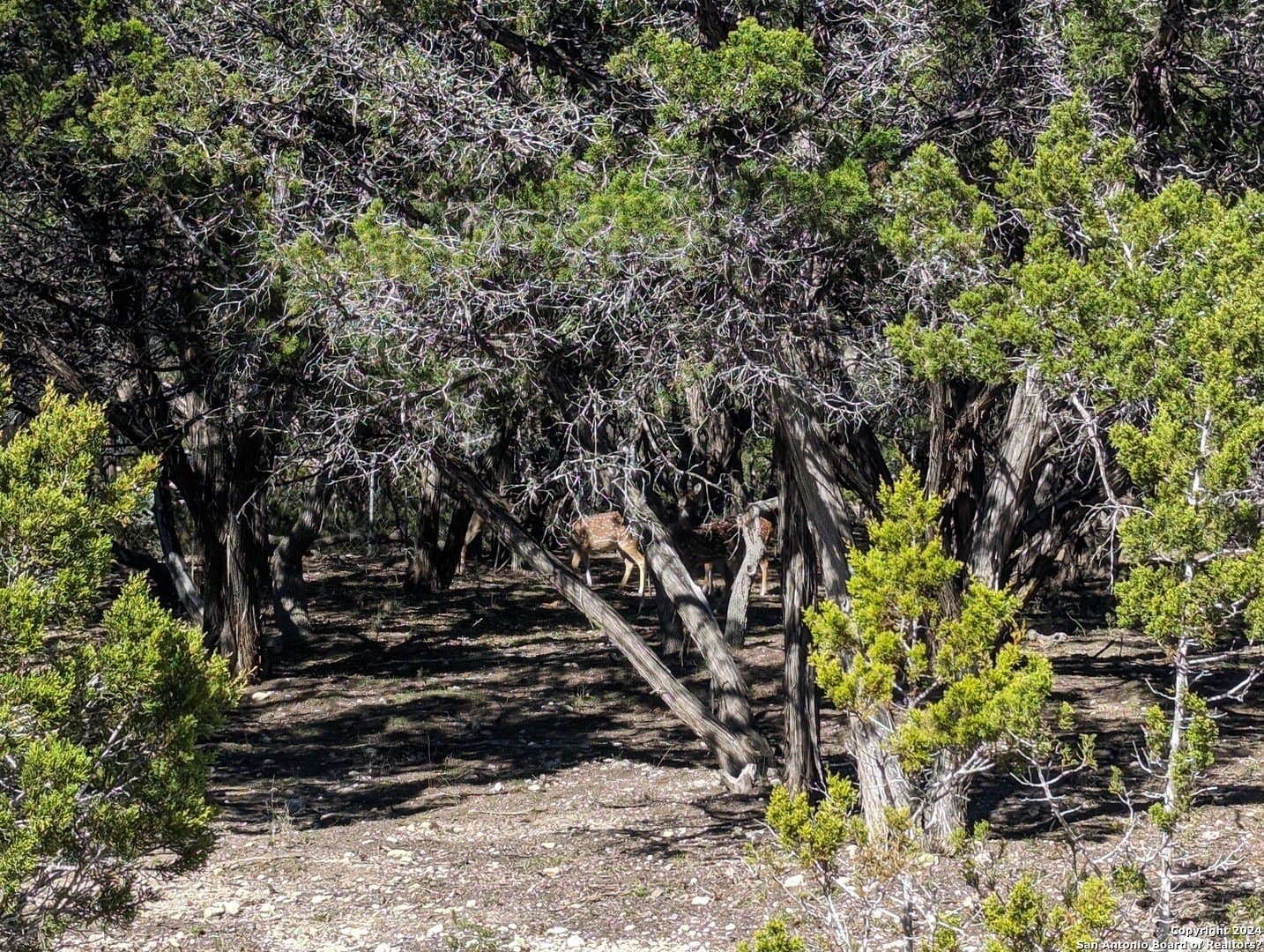 0.12 acres in Bandera County - photo 11