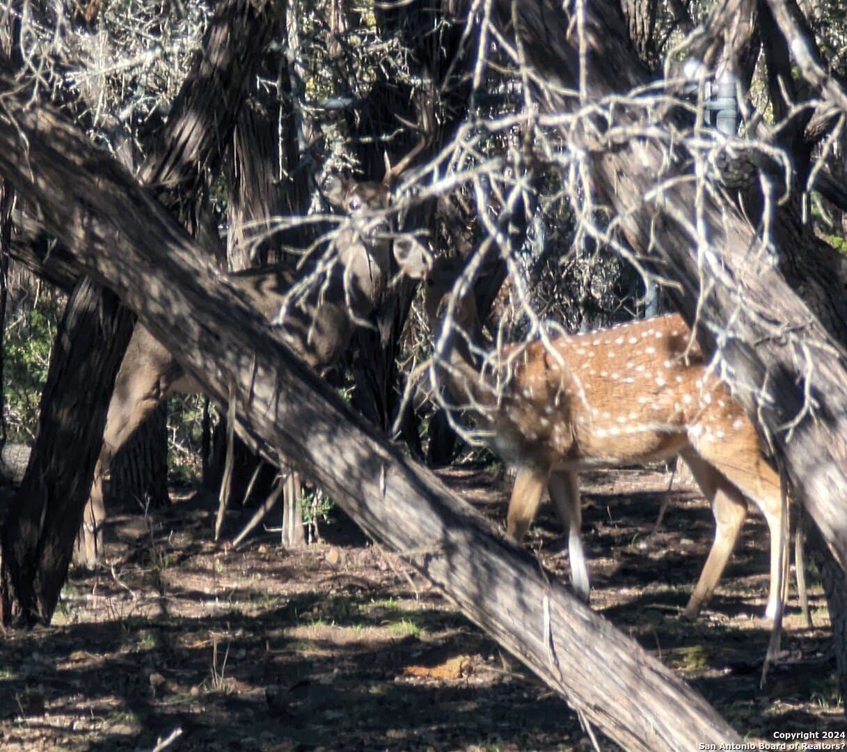 0.12 acres in Bandera County gallery image 2