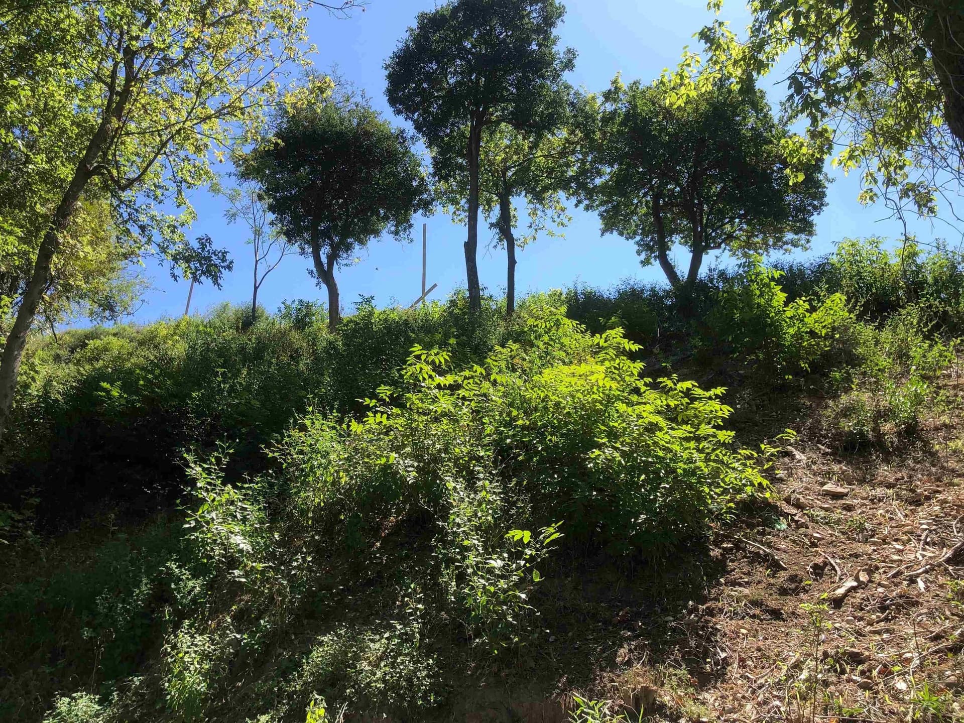 0.22 acres in Comal County - photo 21