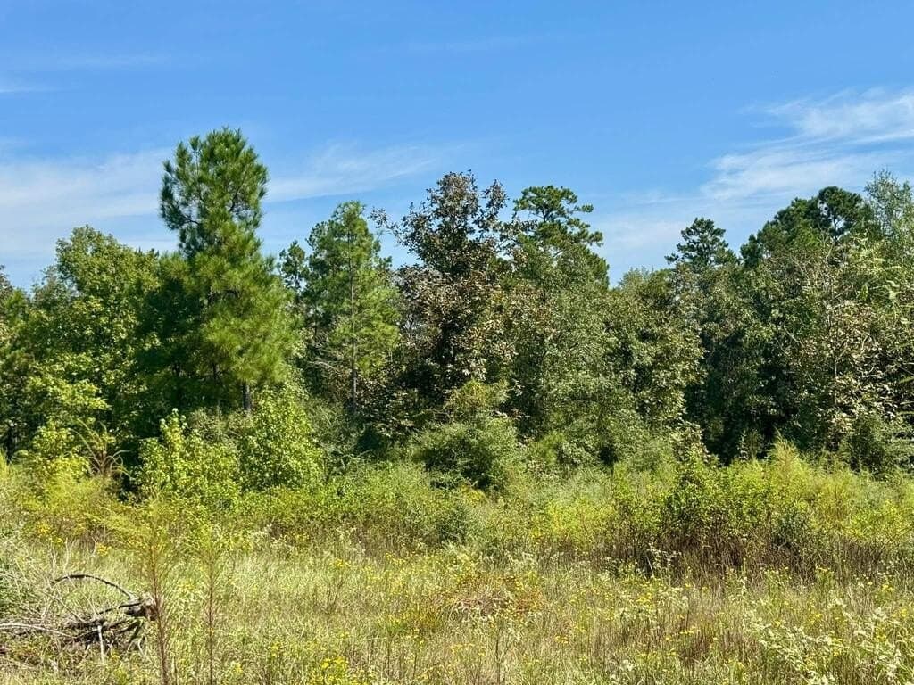 11 acres in Texas County - photo 7