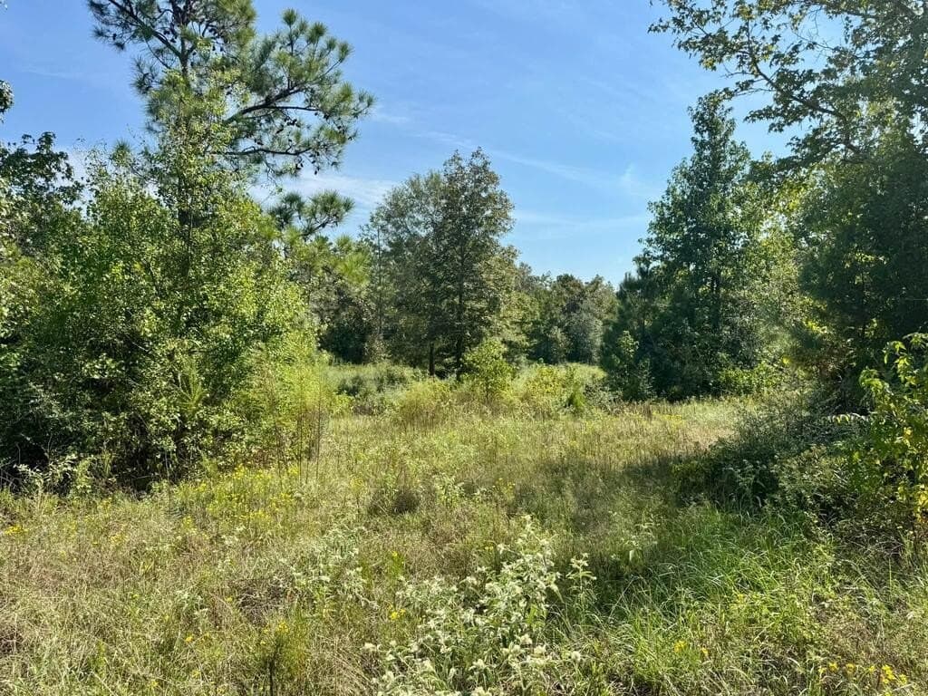 11 acres in Texas County - photo 4