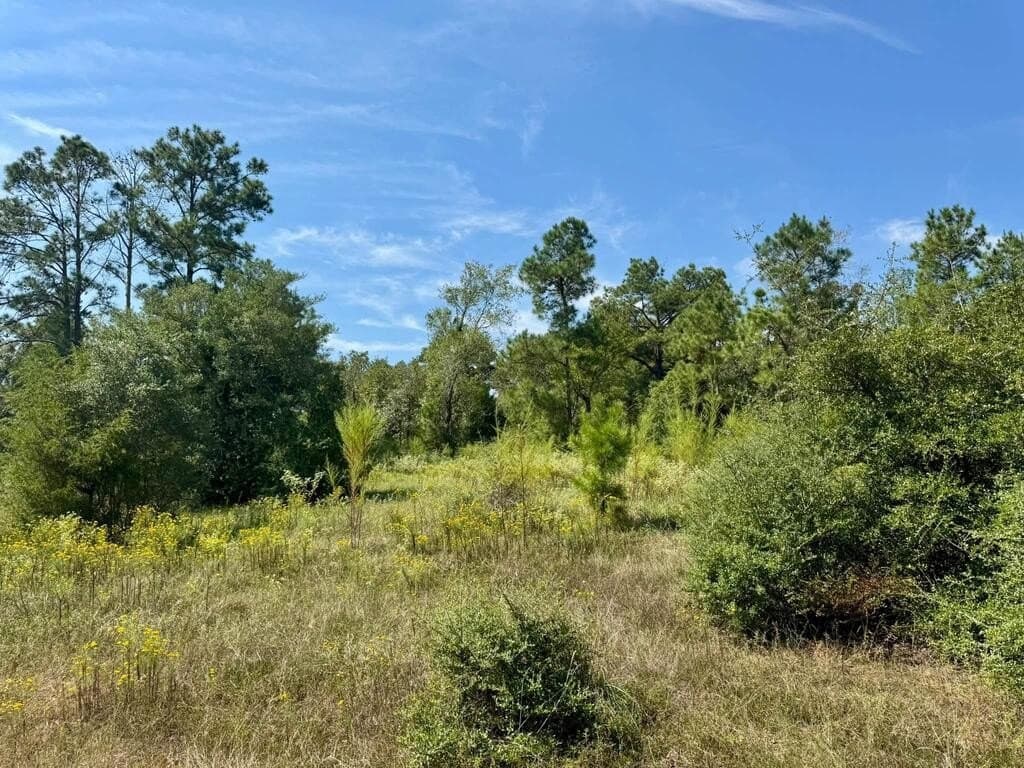 11 acres in Texas County - photo 5