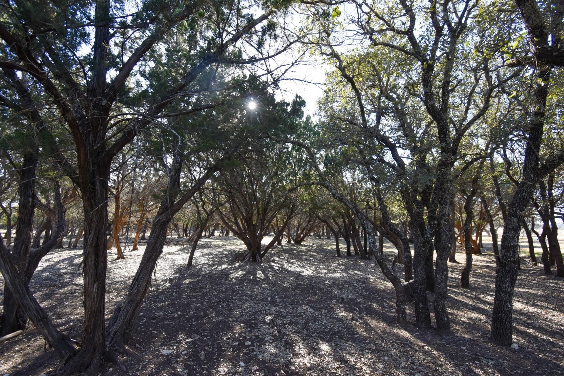 27.05 acres in McCulloch County - photo 25