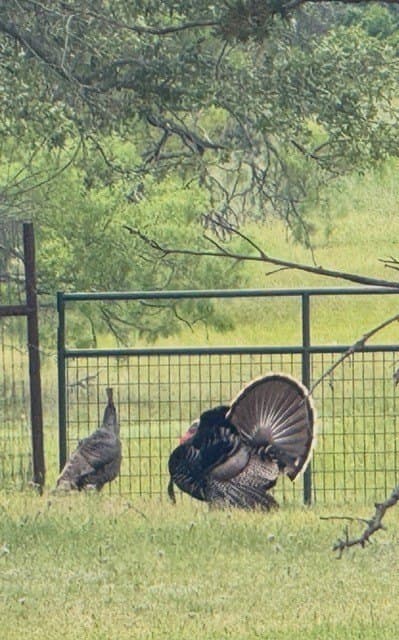 18.18 acres in Parker County - photo 39