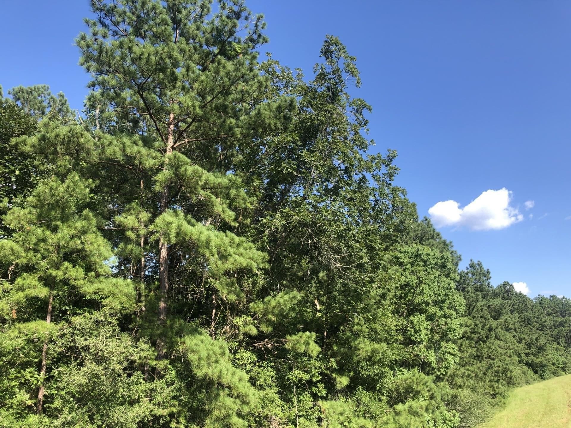 2.1 acres in Texas County - photo 6