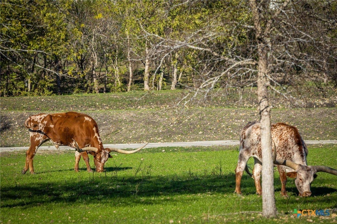 12 acres in Guadalupe County - photo 33