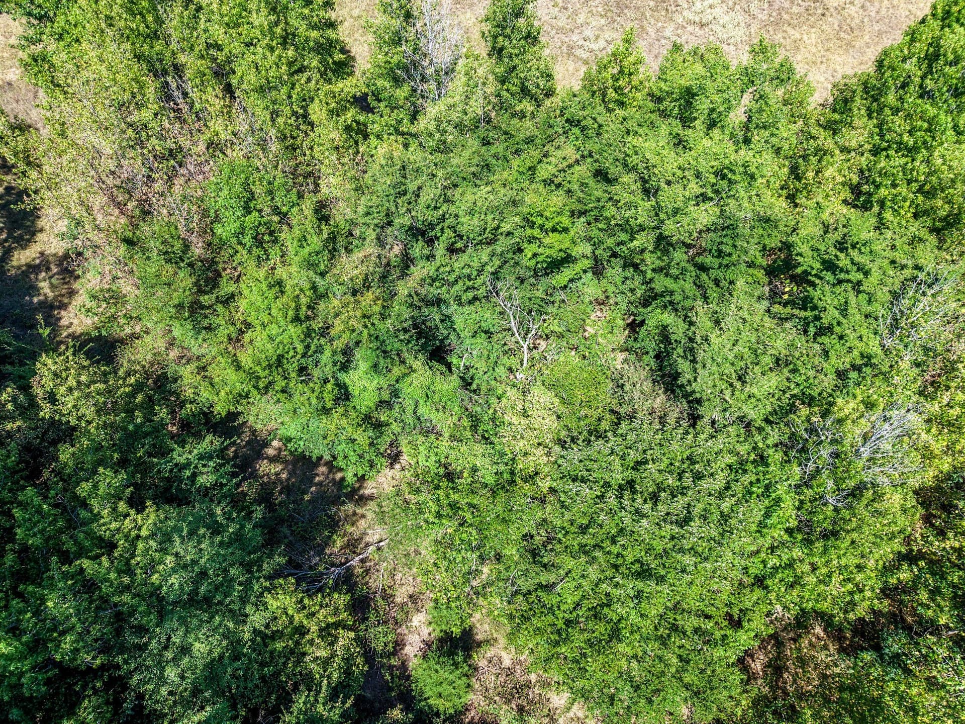 10 acres in Hopkins County - photo 15