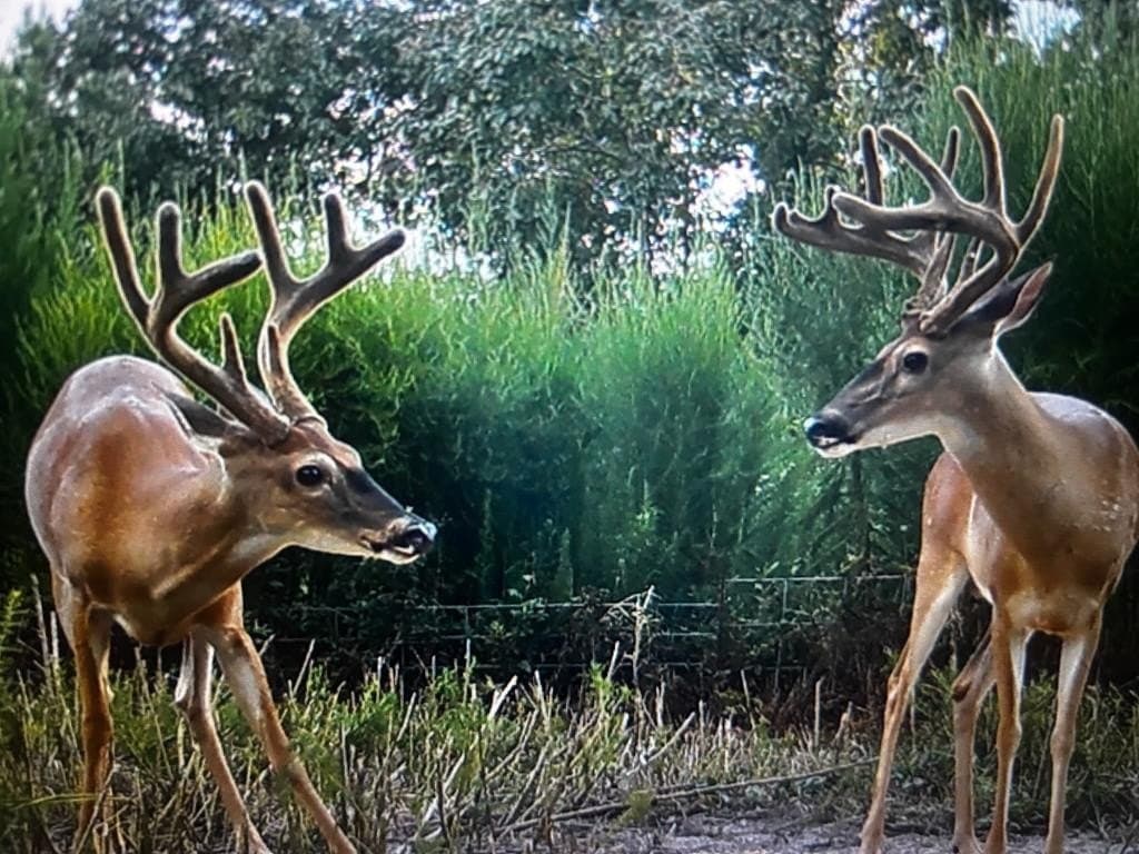 99 acres in Texas County