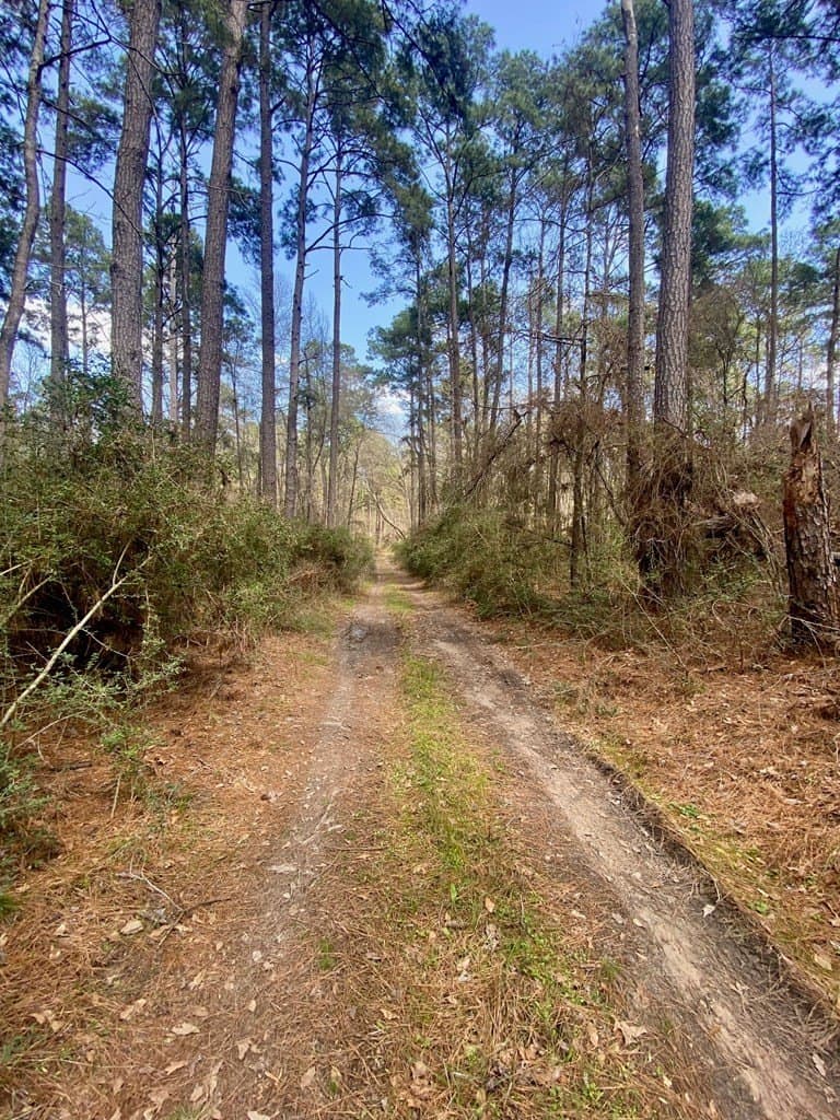 99 acres in Texas County gallery image 3