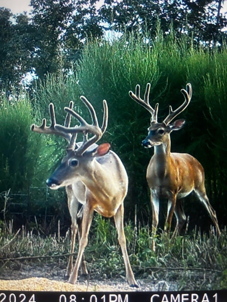 99 acres in Texas County gallery image 2