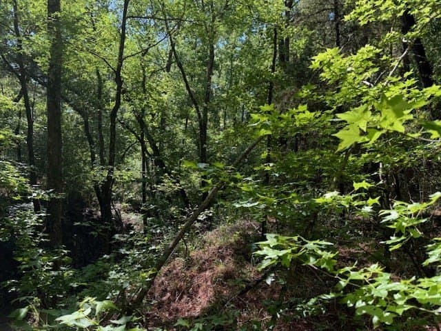 139.2 acres in ANDERSON County - photo 12