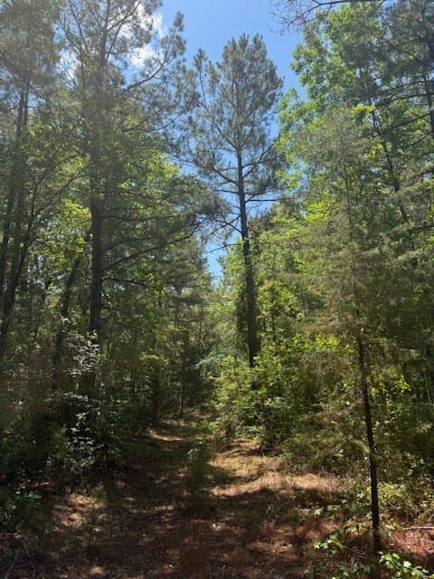 139.2 acres in ANDERSON County - photo 33