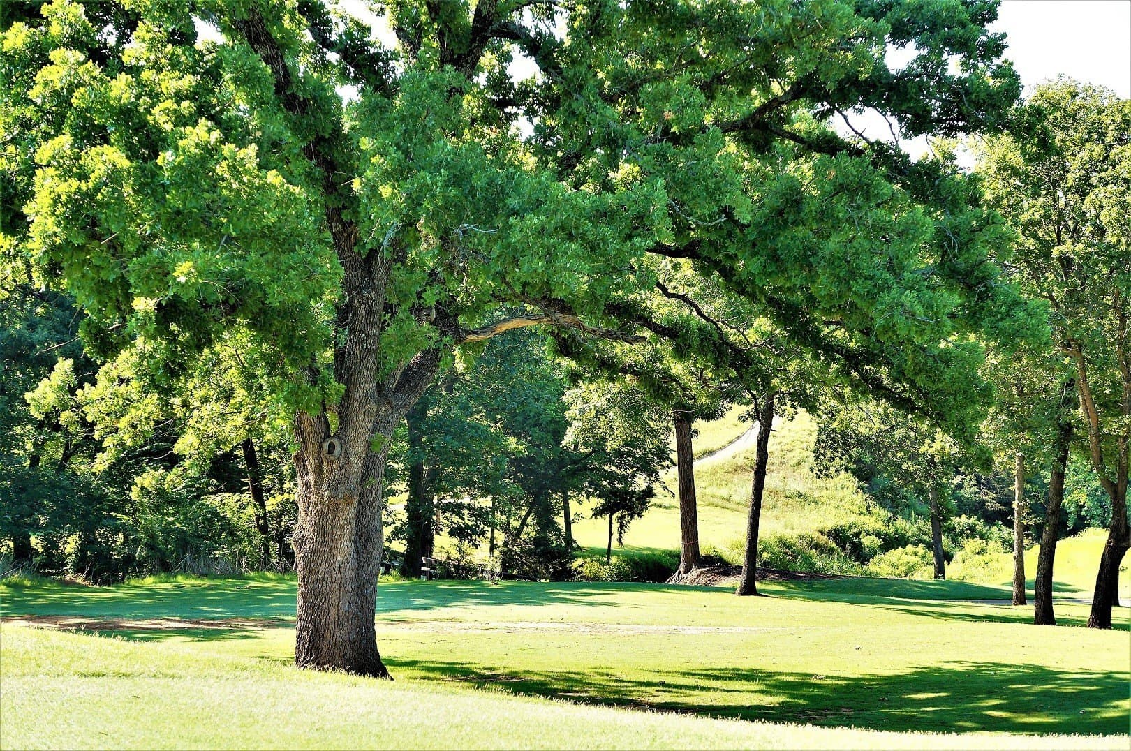 0.17 acres in Grayson County - photo 18