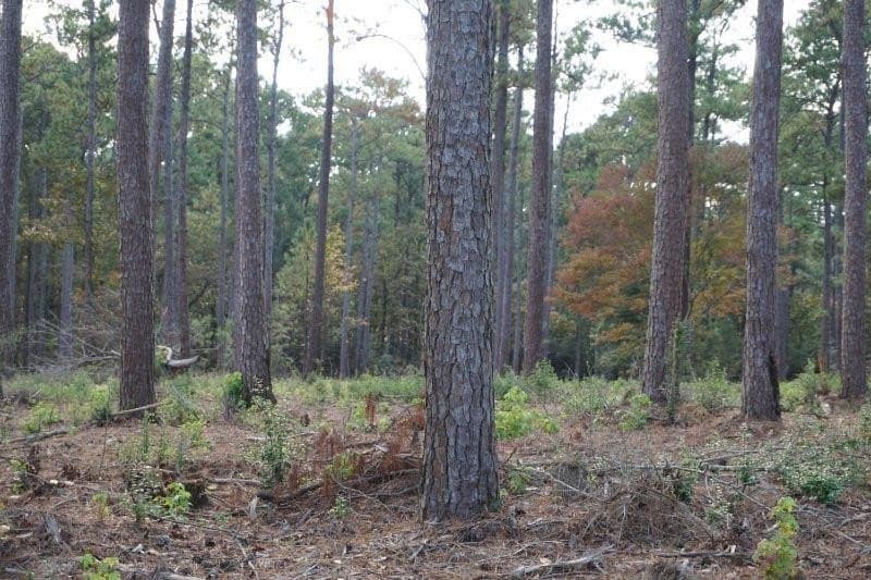 1.01 acres in Texas County gallery image 2