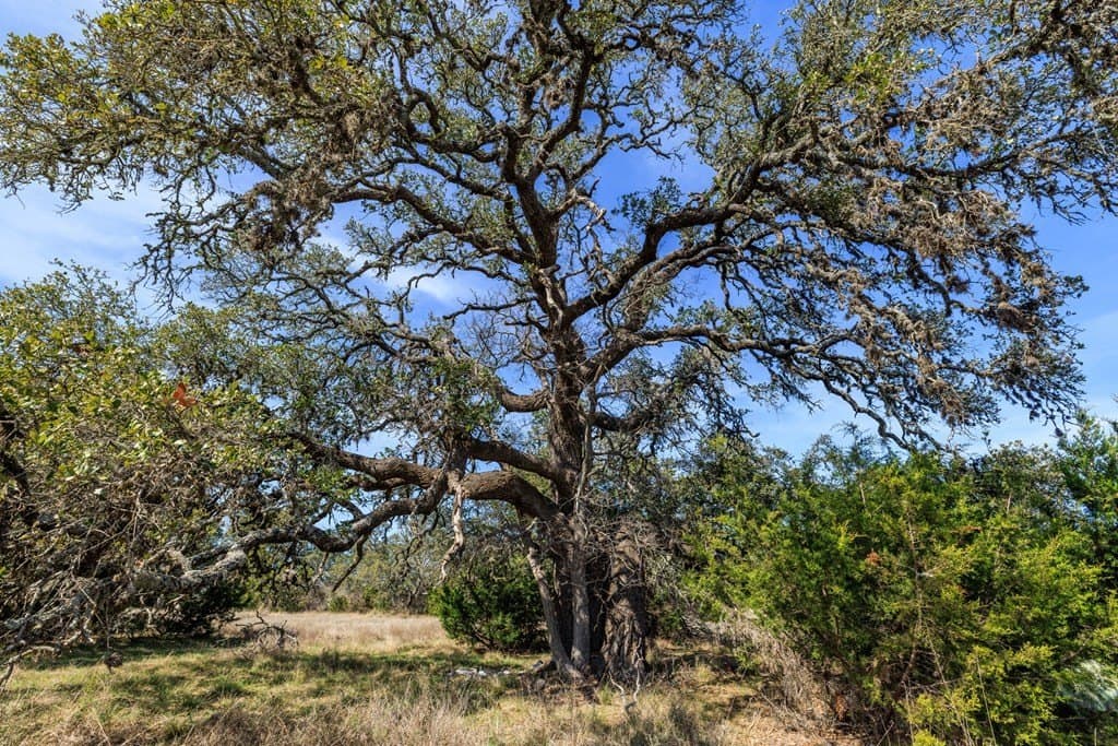 86 acres in Gillespie County - photo 23