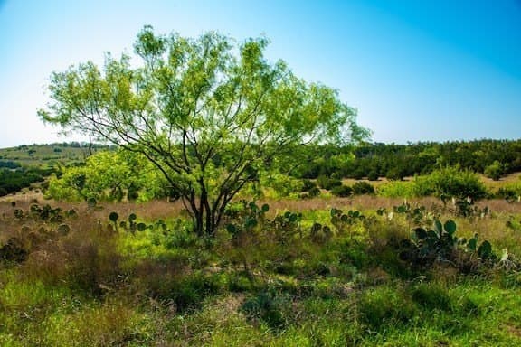 86 acres in Gillespie County - photo 47