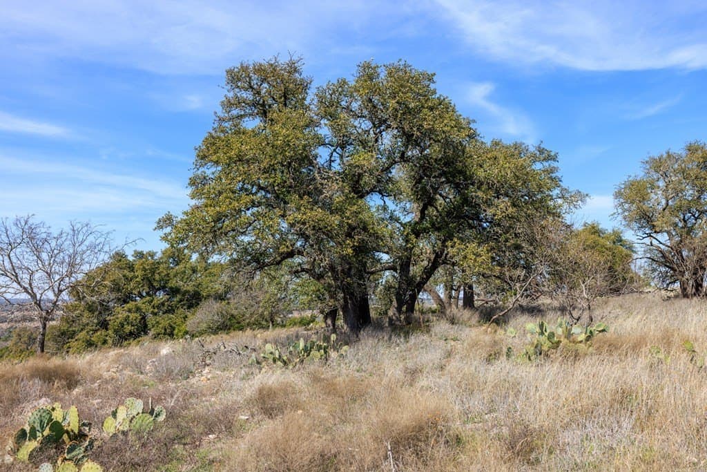 86 acres in Gillespie County - photo 4