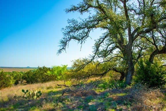 86 acres in Gillespie County - photo 43