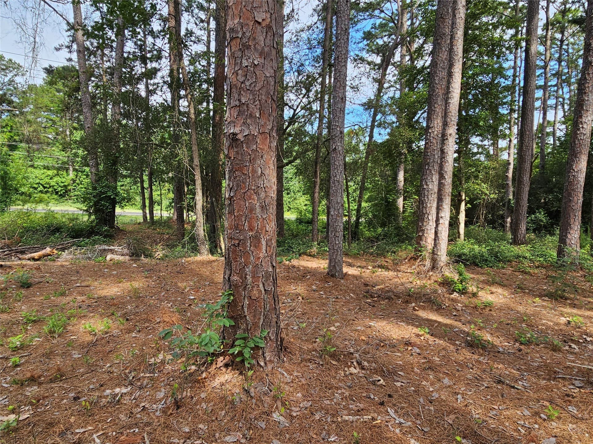 0.38 acres in Wood County - photo 13