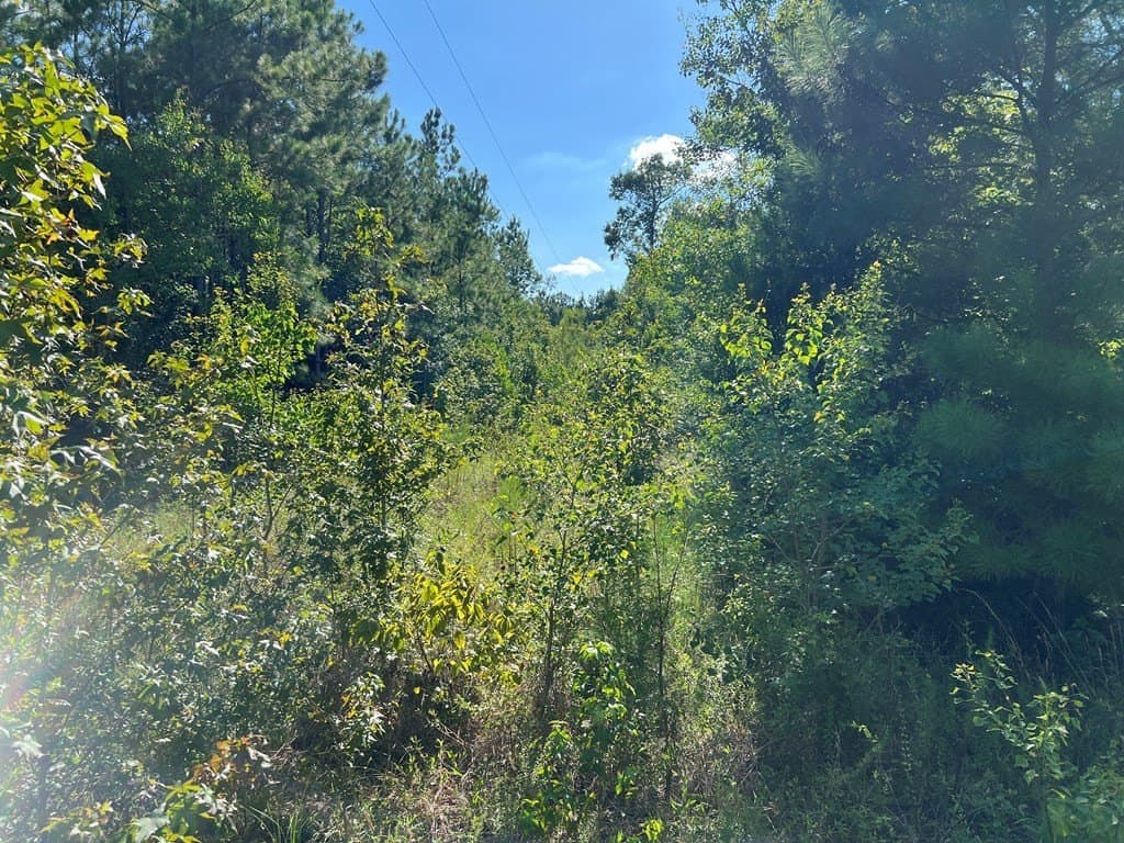 10.06 acres in Texas County - photo 14