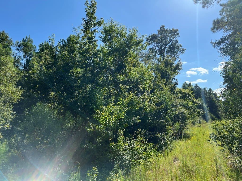 10.06 acres in Texas County - photo 6