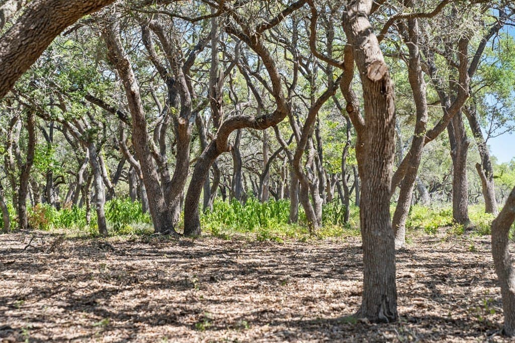 20.8 acres in Blanco County - photo 12