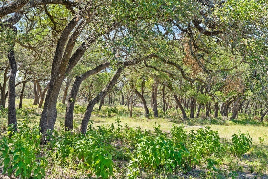 20.8 acres in Blanco County gallery image 2