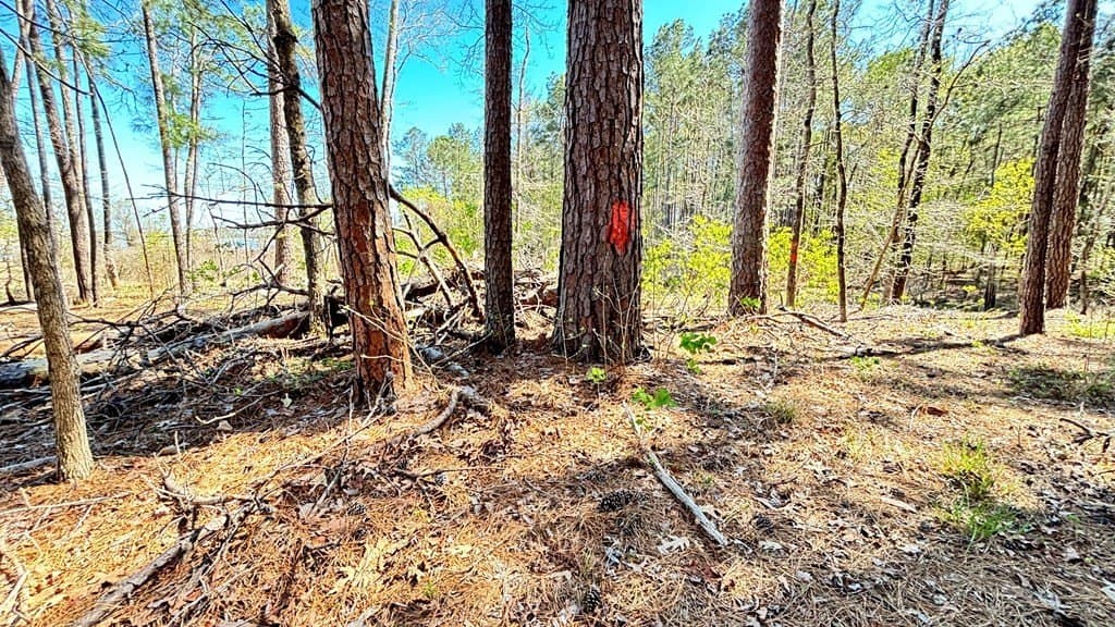 2.44 acres in Texas County gallery image 2