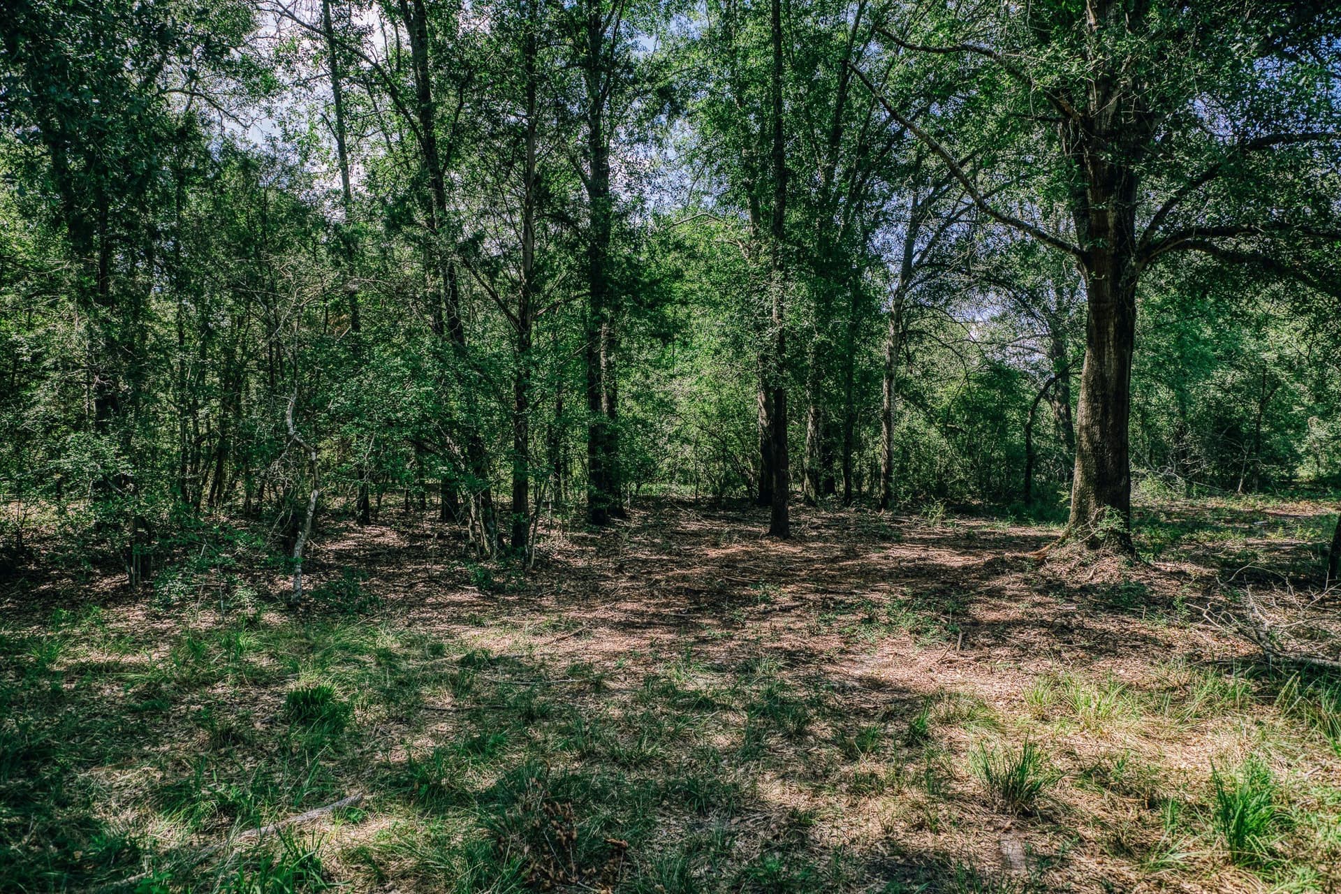 1,021 acres in Limestone County - photo 12