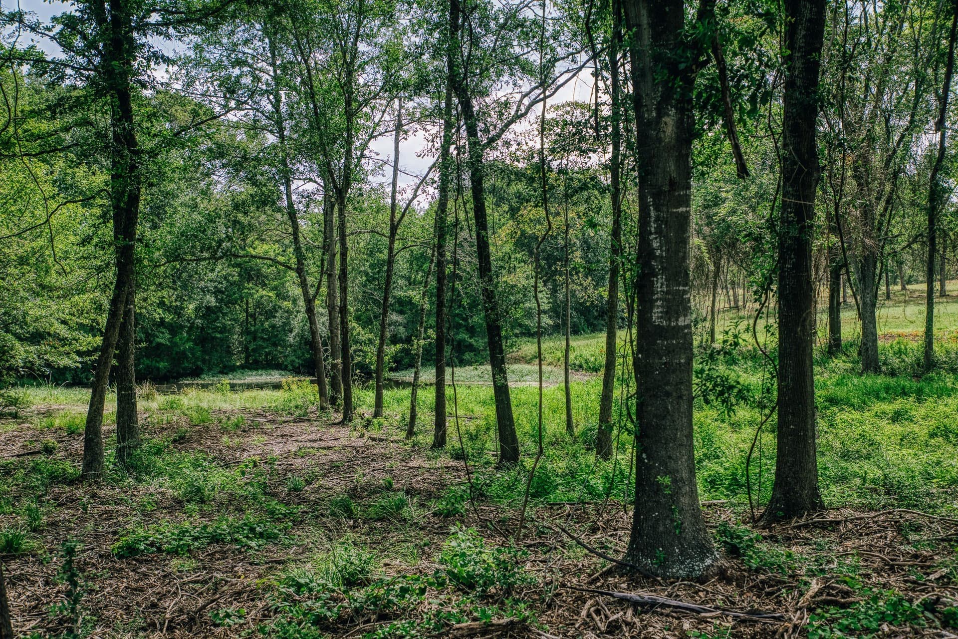 1,021 acres in Limestone County - photo 35
