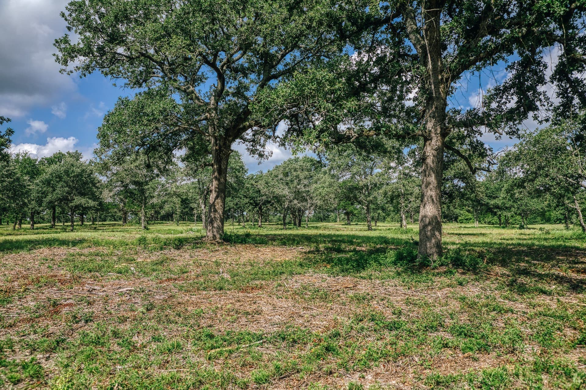 1,021 acres in Limestone County - photo 33