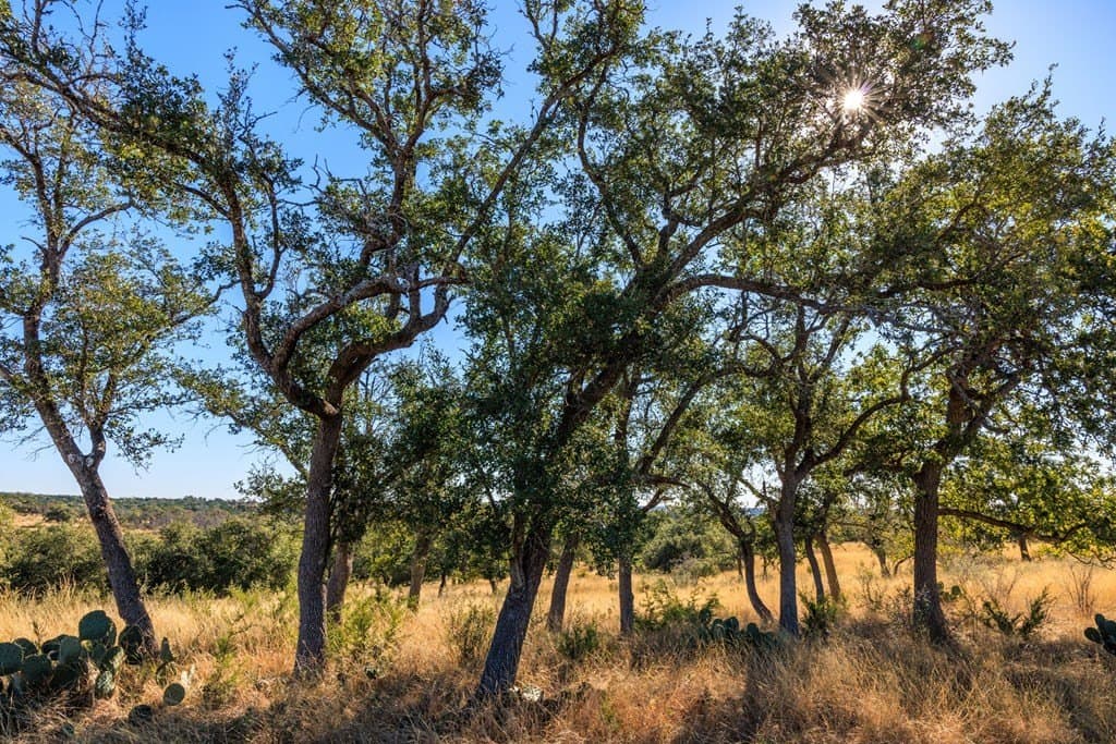 10.09 acres in Gillespie County - photo 16