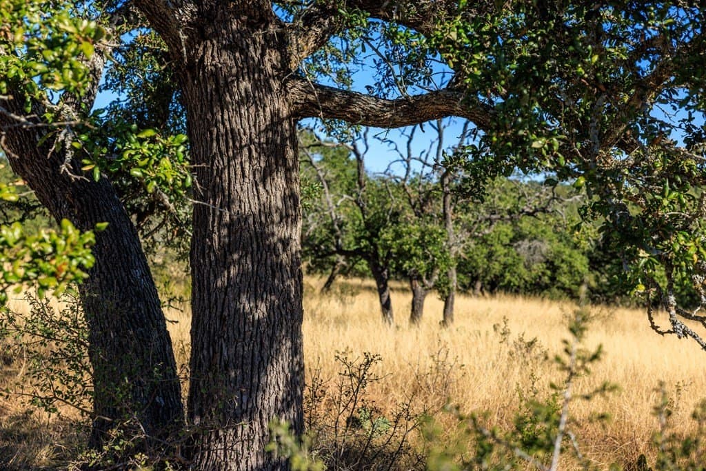10.09 acres in Gillespie County - photo 20