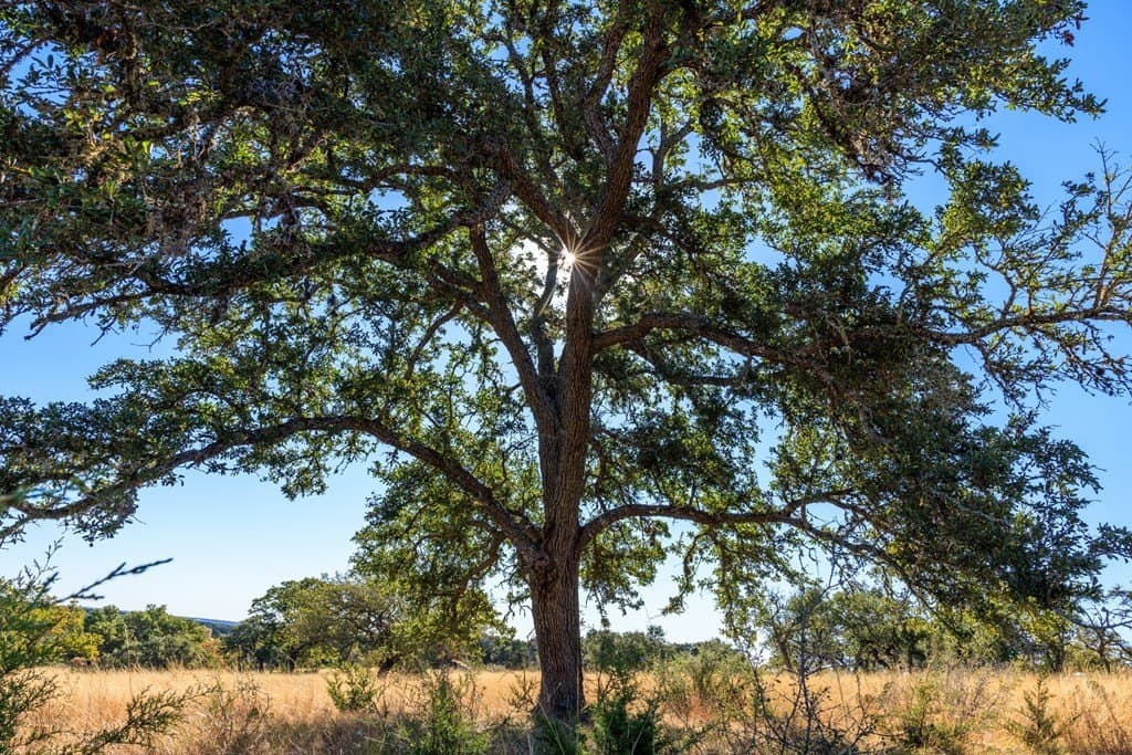 10.09 acres in Gillespie County - photo 18