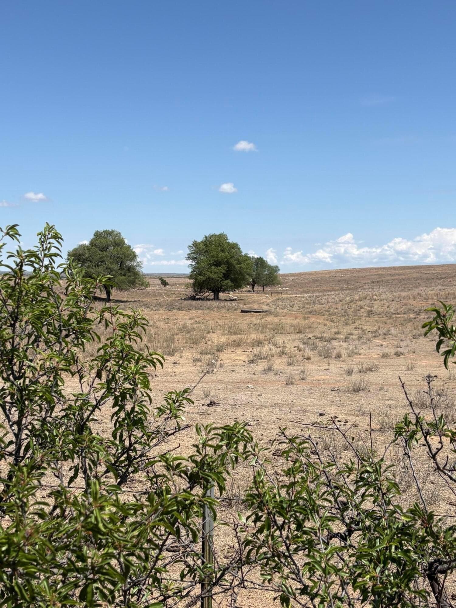 595 acres in Gray County gallery image 4