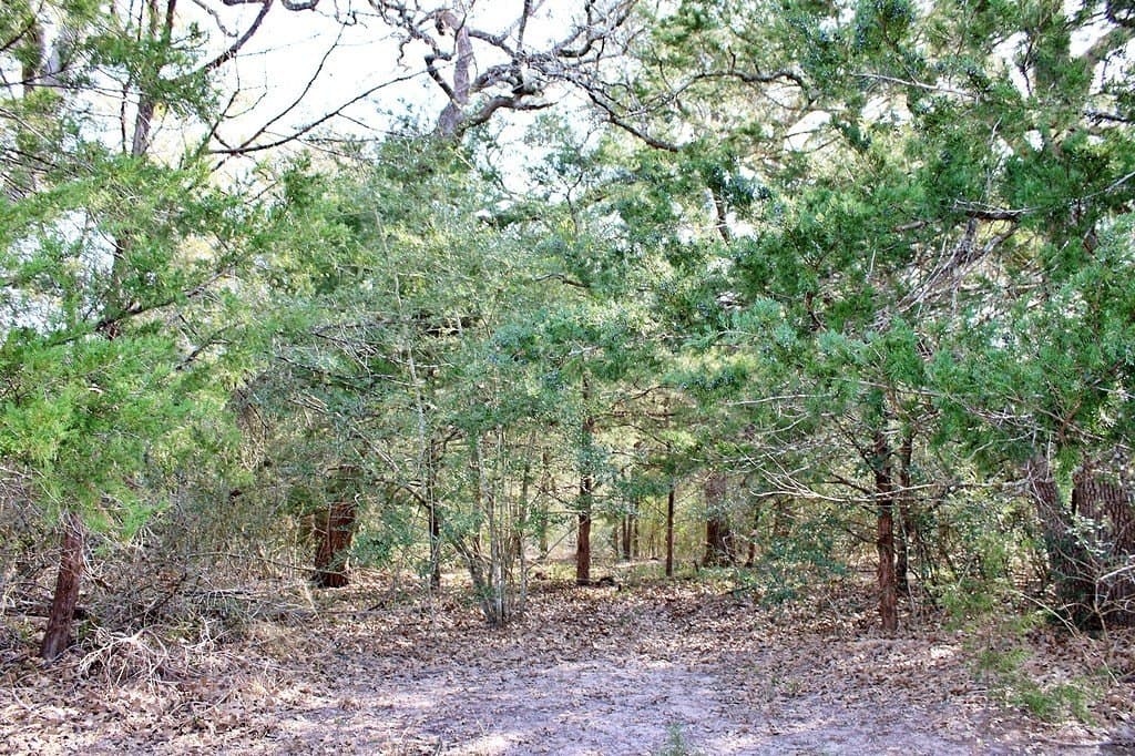 10 acres in Colorado County - photo 8