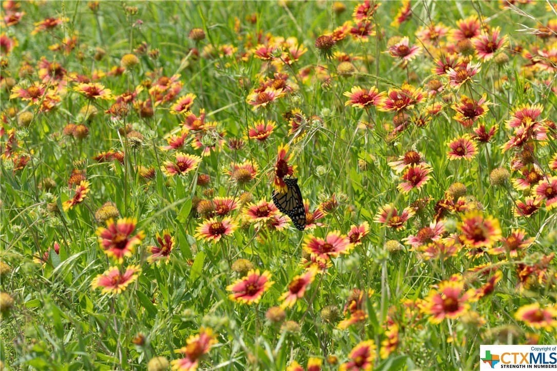 13.36 acres in Bell County gallery image 2