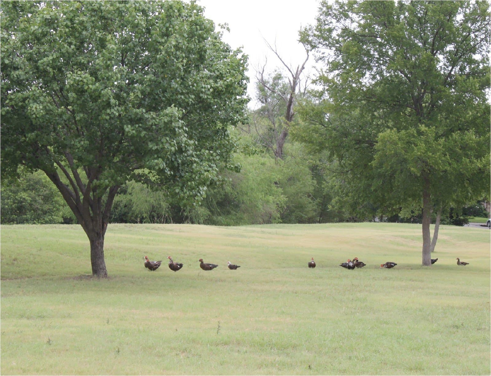 0.07 acres in Dallas County - photo 5