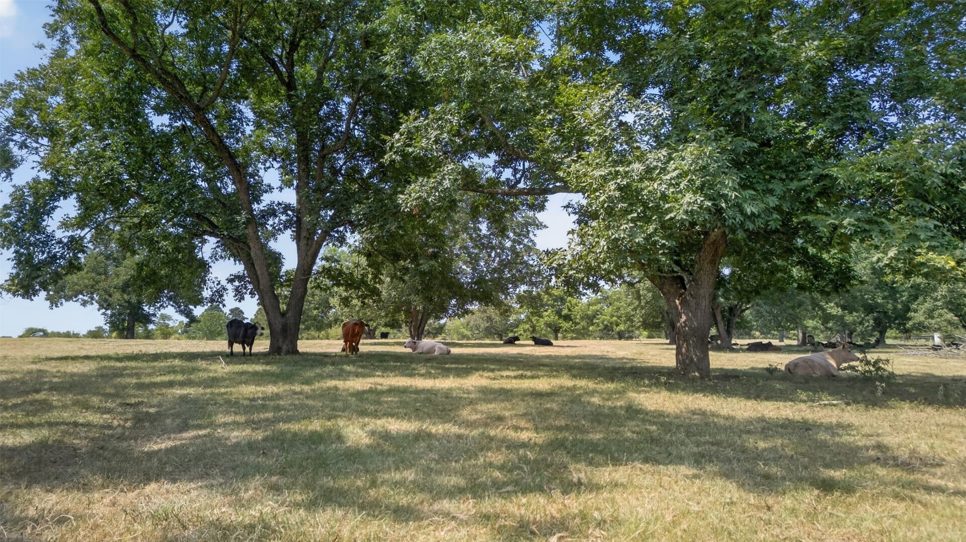 79.9 acres in Anderson County - photo 4