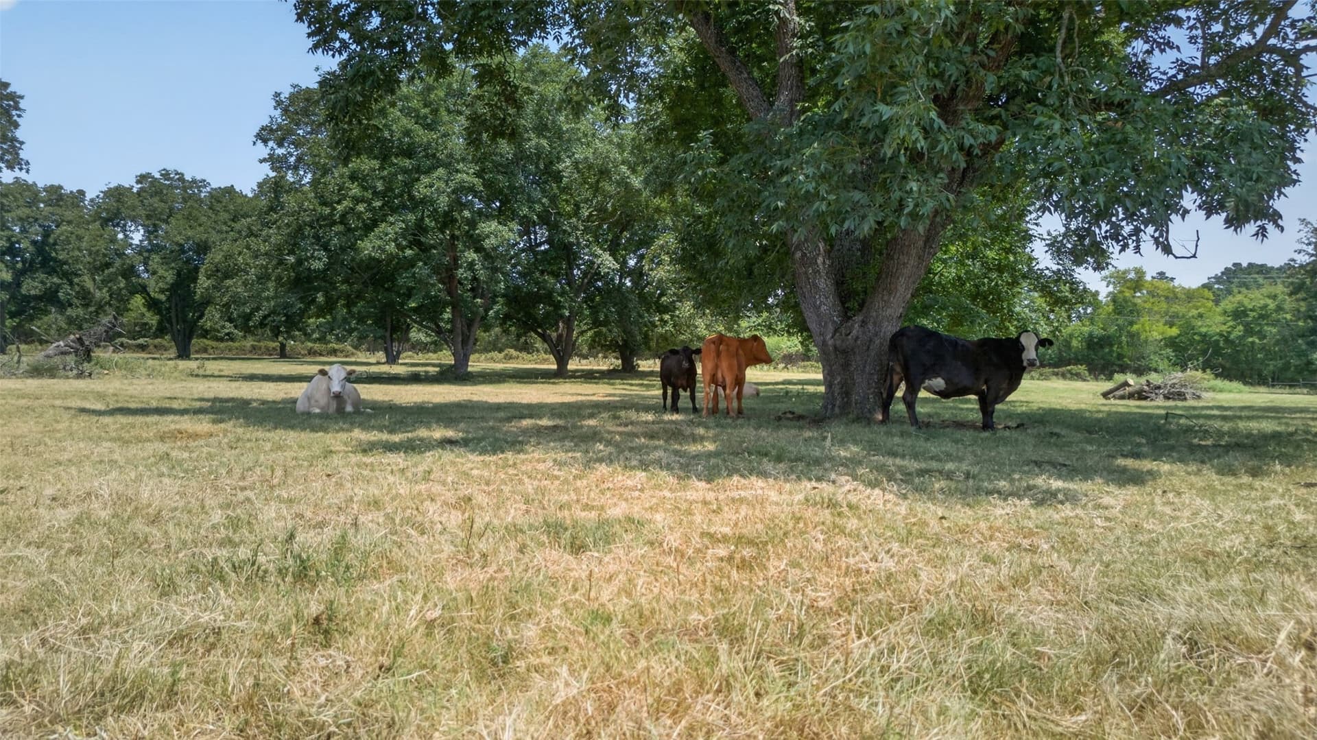 79.9 acres in Anderson County - photo 20