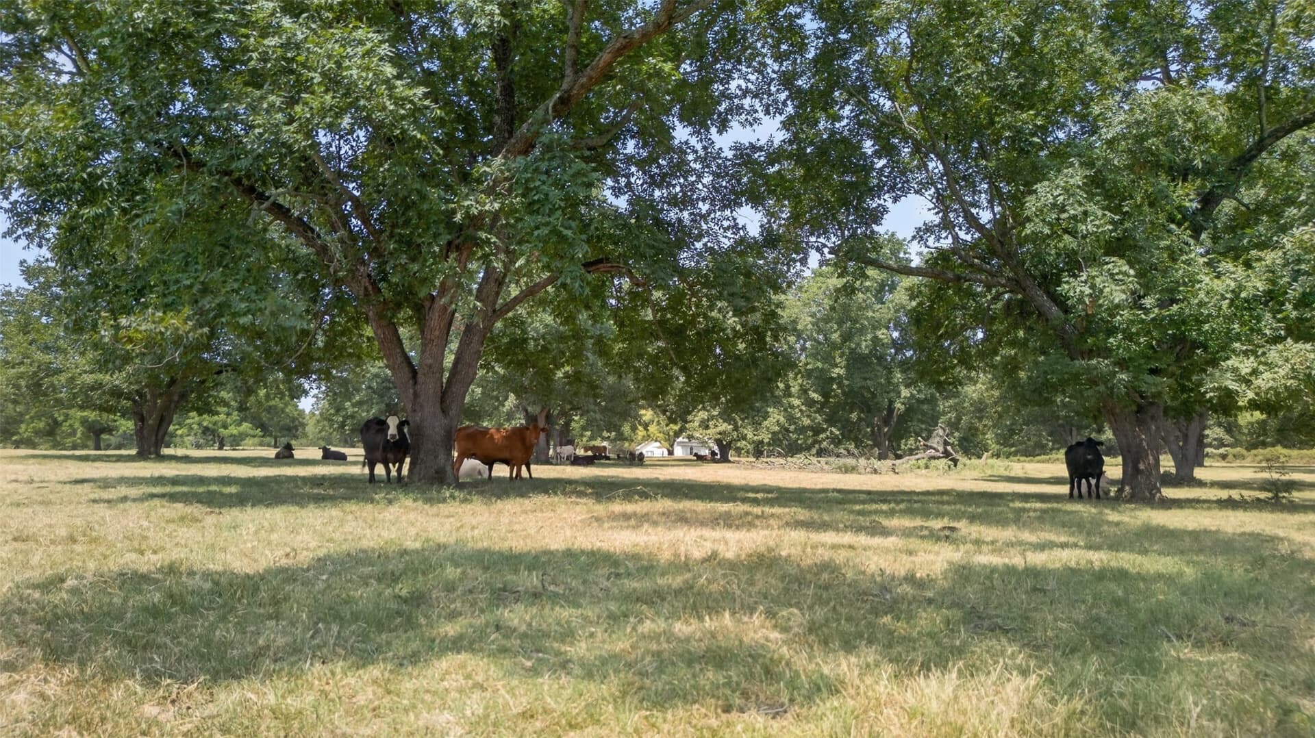 79.9 acres in Anderson County - photo 19