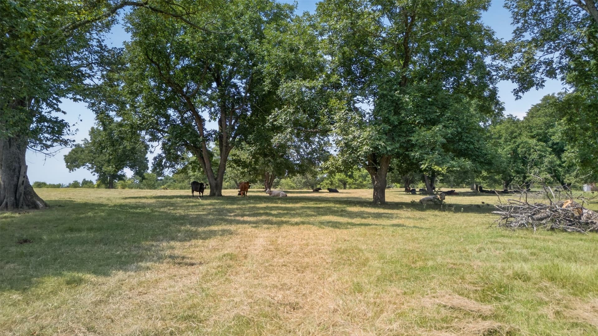 79.9 acres in Anderson County - photo 3