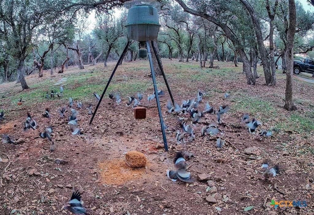 19 acres in Hays County - photo 15