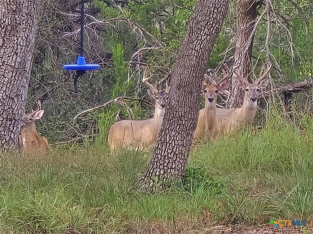 19 acres in Hays County - photo 23